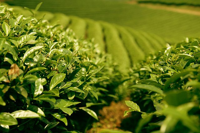 Giới thiệu về Bảo Long trà